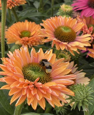 Echinacea SunSeekers Pumpkin Pie, Loukykvět