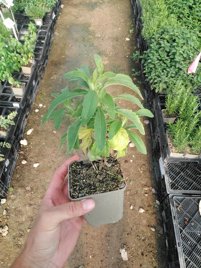 Stevia dulce - 1. 7. 2025