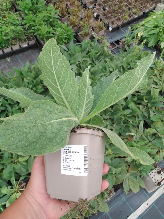 Verbasco Gainsborough - 2024