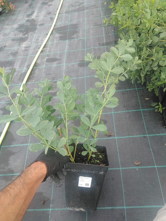 Baptisia australis - 10. 9. 2025