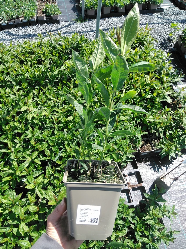 Flox Franz Schubert - 13. 5. 2025