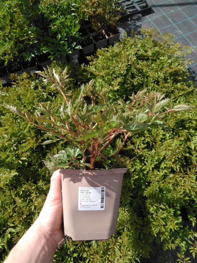 Astilbe Cattleya - 2024