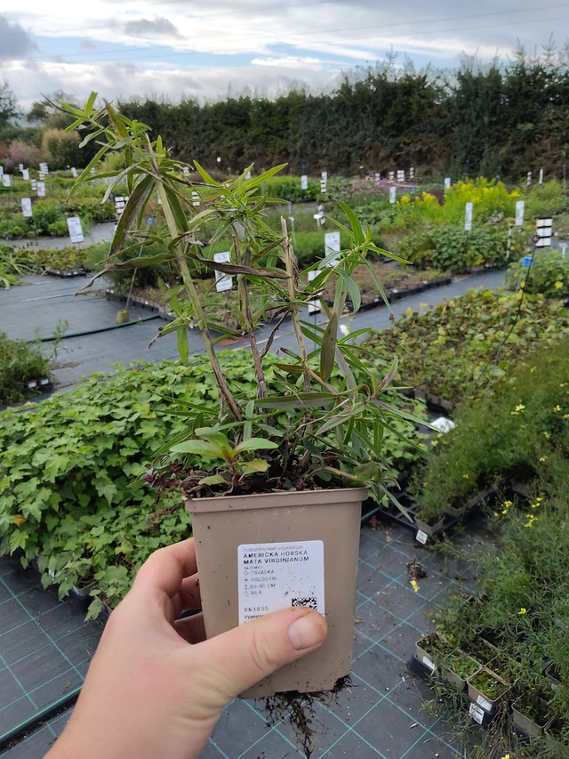 Amerikanvuoriminttu Virginianum - 9. 10. 2025