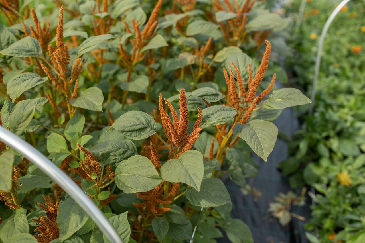 Laskavec Hot Biscuits, Loukykvět