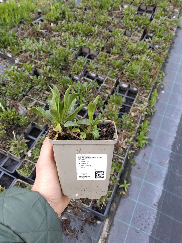 Isopäivänkakkara Polaris - 21. 4. 2026