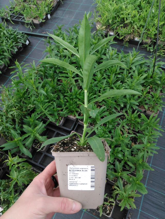 Fisostegia Alba - 2024