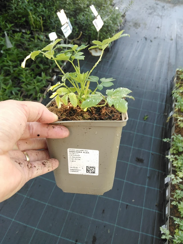 Srdcovka Alba - 19. 8. 2025