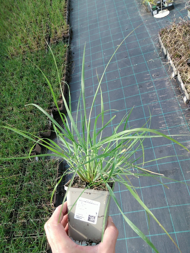 Dochan psárkovitý - 24. 6. 2025