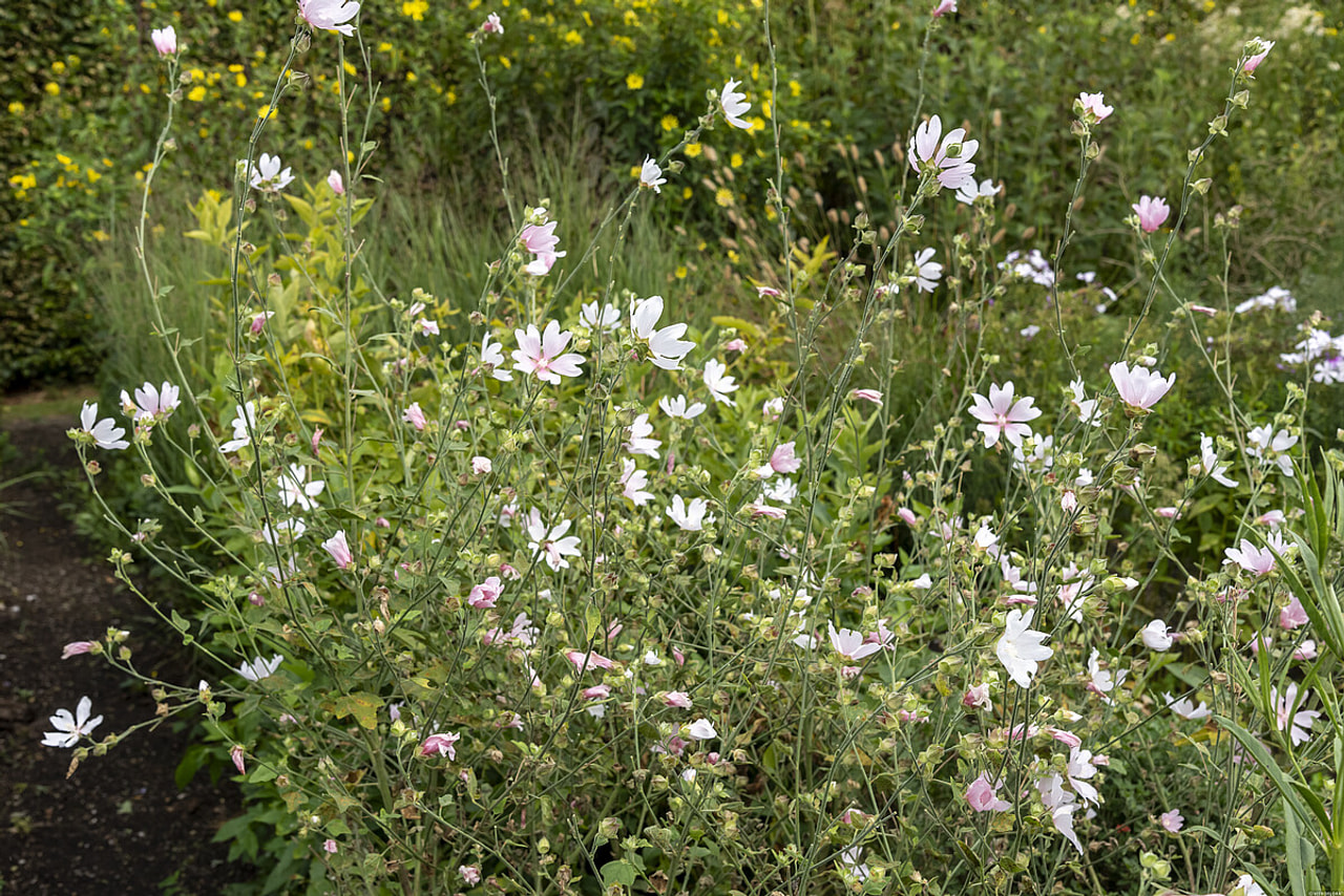 Slézovec Duet, Loukykvět