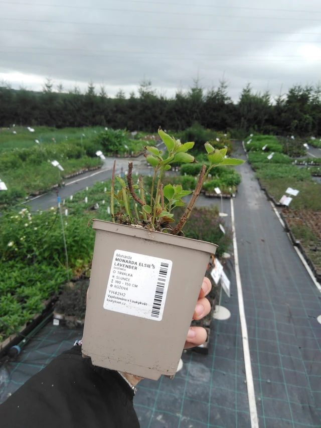 Monarda Elsie’s Lavender - 2024