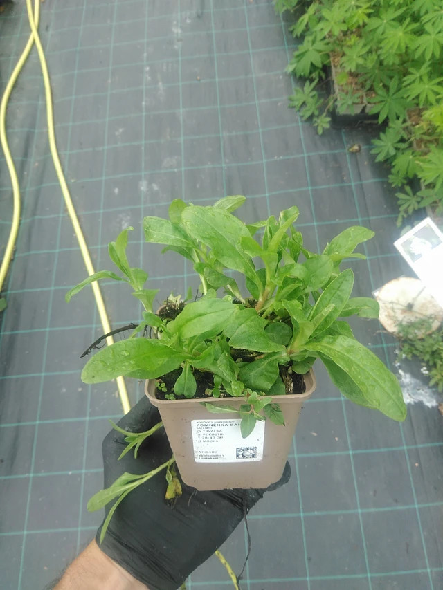 Miosotis de pantano - 10. 9. 2025