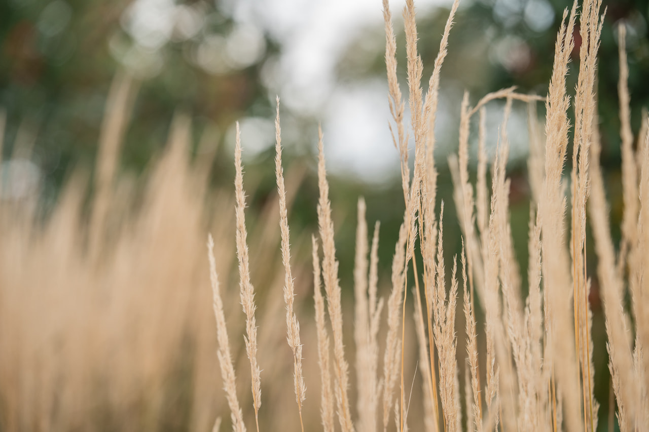 Nádtippan Karl Förster, Loukykvět