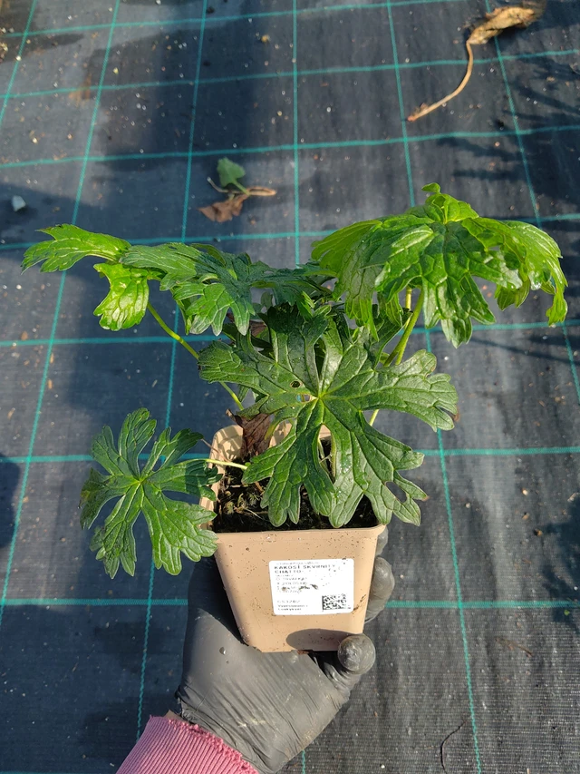 Kakost Hocus Pocus - 11. 9. 2025