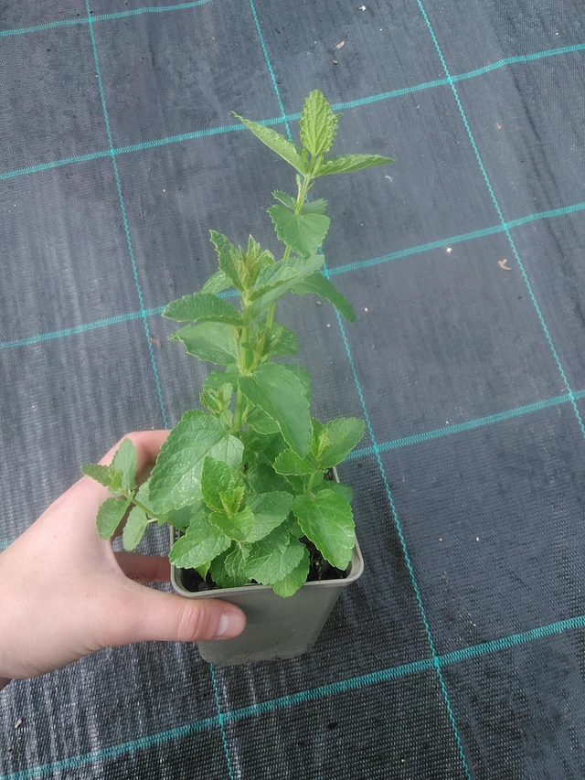 Nepeta siberiana - 17. 7. 2025