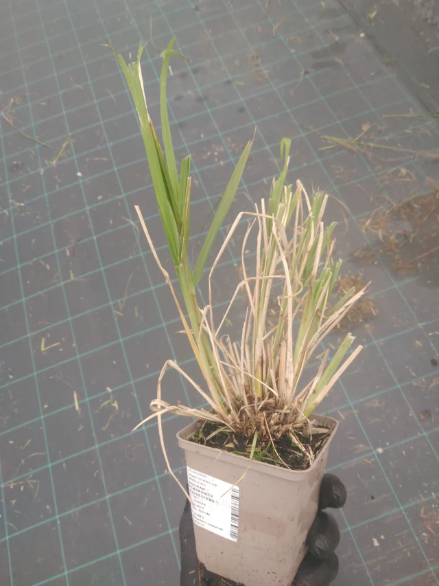 Dochan psárkovitý viridescens - 23. 10. 2025