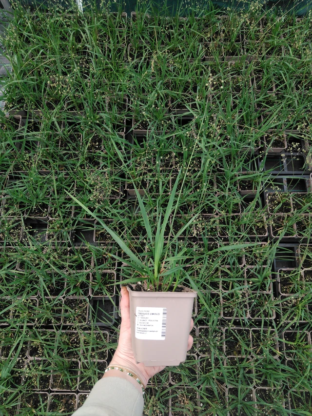 Třeslice Limouzi - 2024