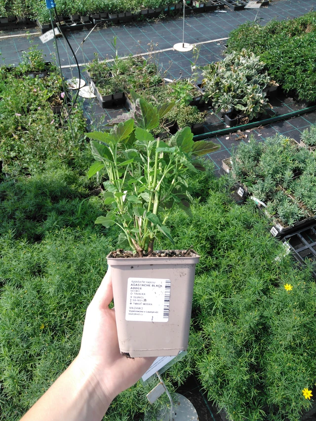 Iisoppi Black Adder - 2024