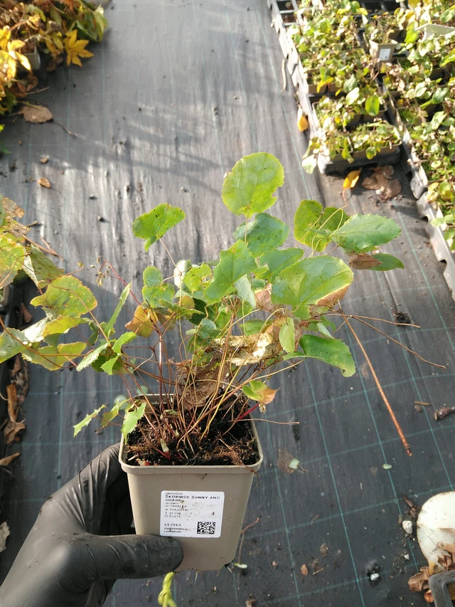 Epimedium Sunny and Share - 31. 10. 2025