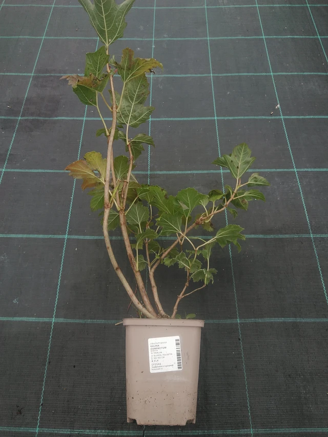 Viburnum Compactum - 10. 10. 2025