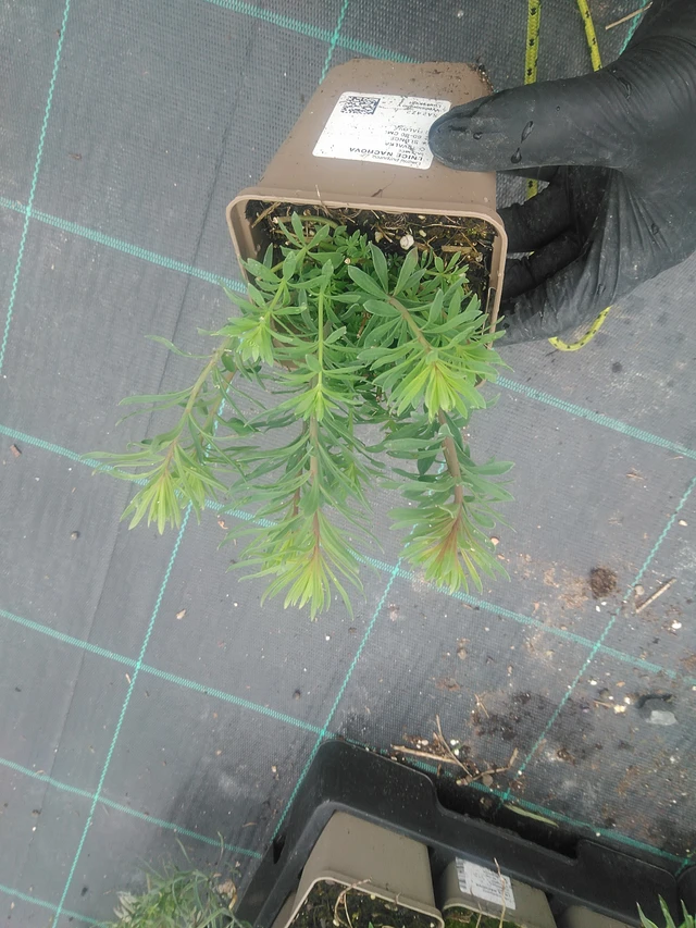 Purple toadflax - 10. 9. 2025