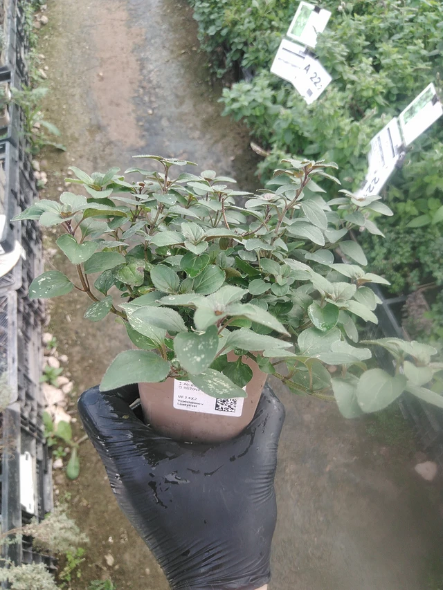 Mejorana Herrenhausen - 13. 10. 2025