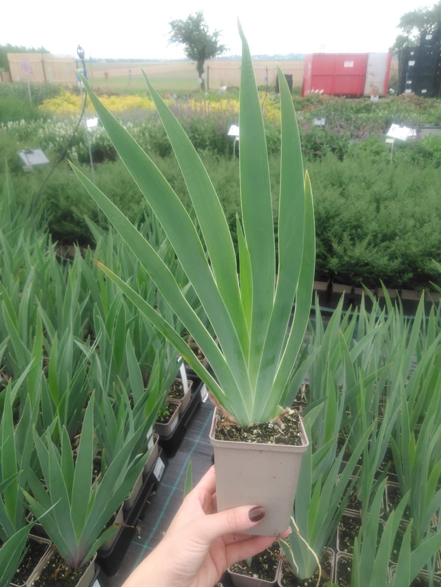 Kosatec Lovely Again - 2024