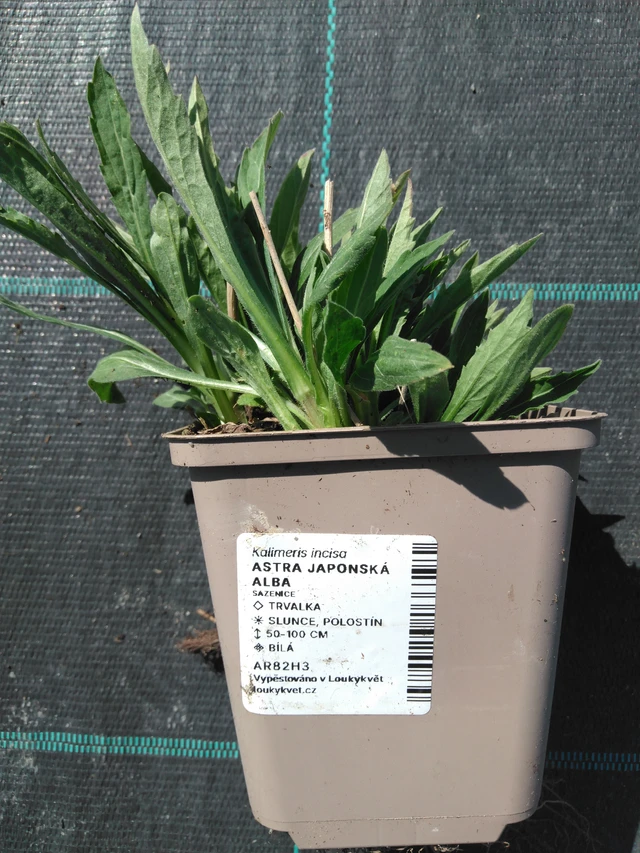 Aster japonés Alba - 3. 4. 2025