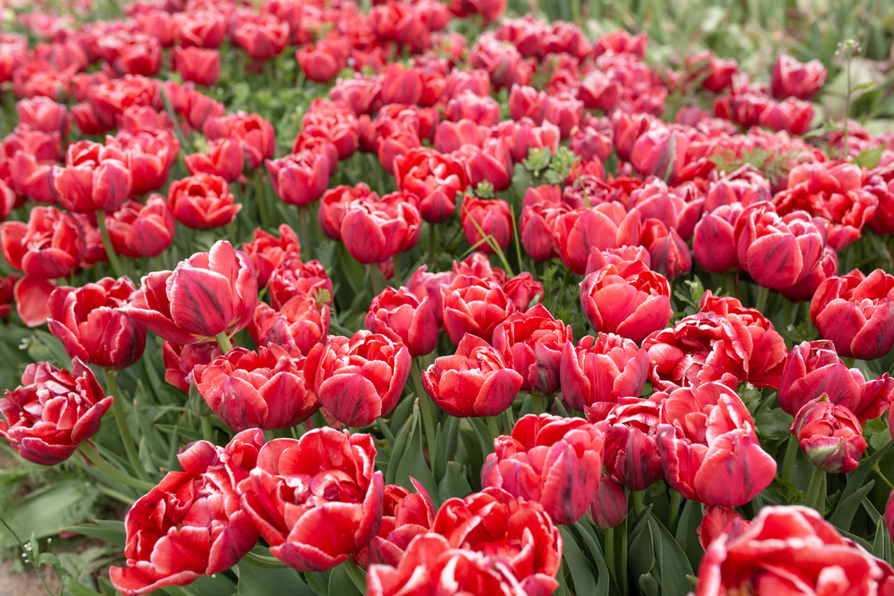 Tulipán Cabella, Loukykvět