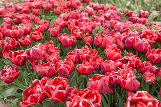 Tulipán Cabella, Loukykvět
