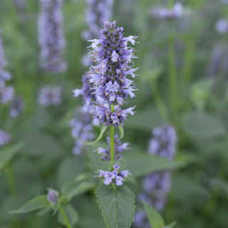 Agastache Black Adder, Loukykvět