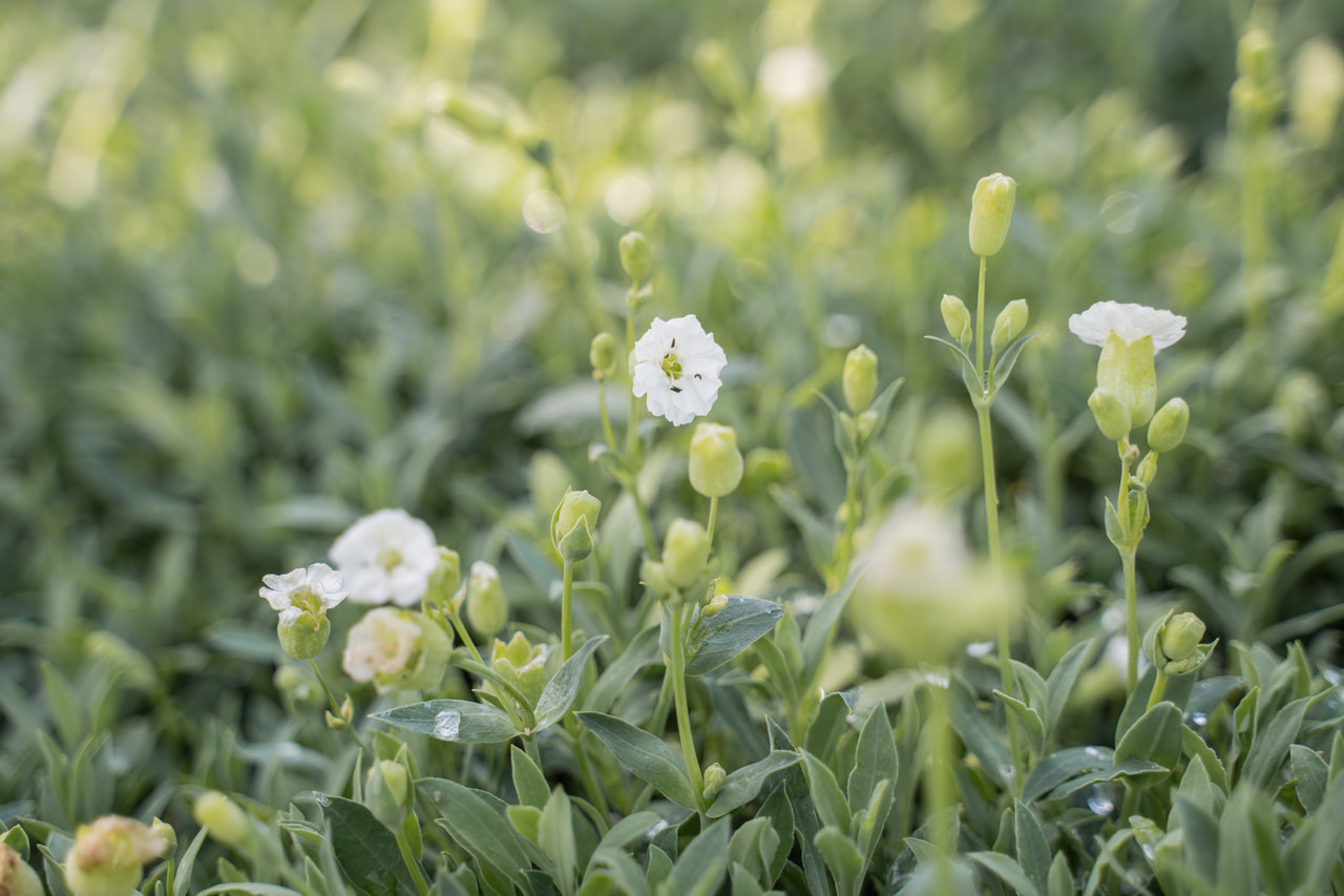 Silenka Weißkehlchen, Loukykvět