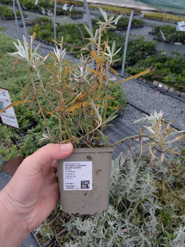 Wormwood Ludvíkův Silver Queen - 10. 10. 2025