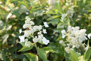 Hortenzie latnatá Kyushu, Loukykvět