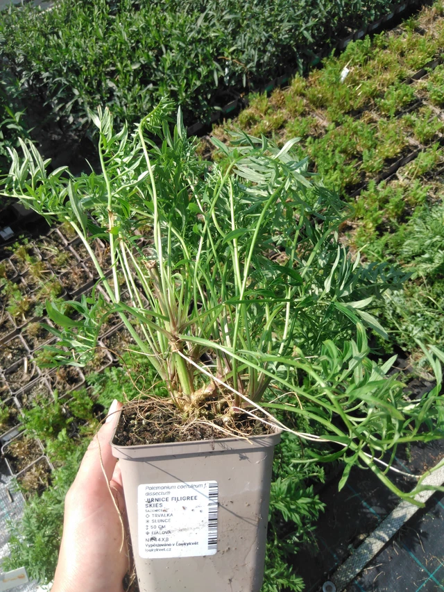 Astrantia Filigree Skies - 2024