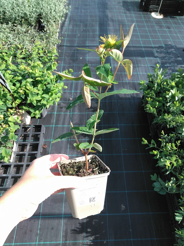 Hipérico Globo Ruby - 11. 7. 2025