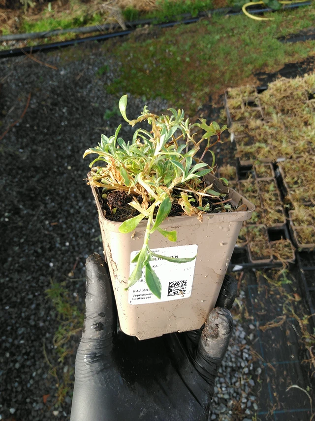 Silenen Weißkehlchen - 31. 10. 2025