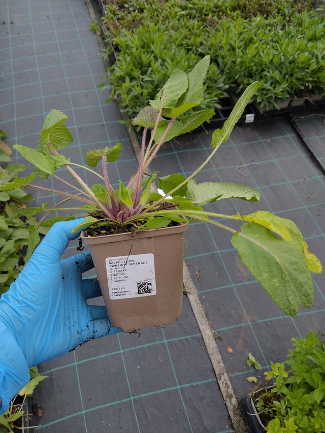 Niittyvirna Twilight Serenade - 10. 9. 2025