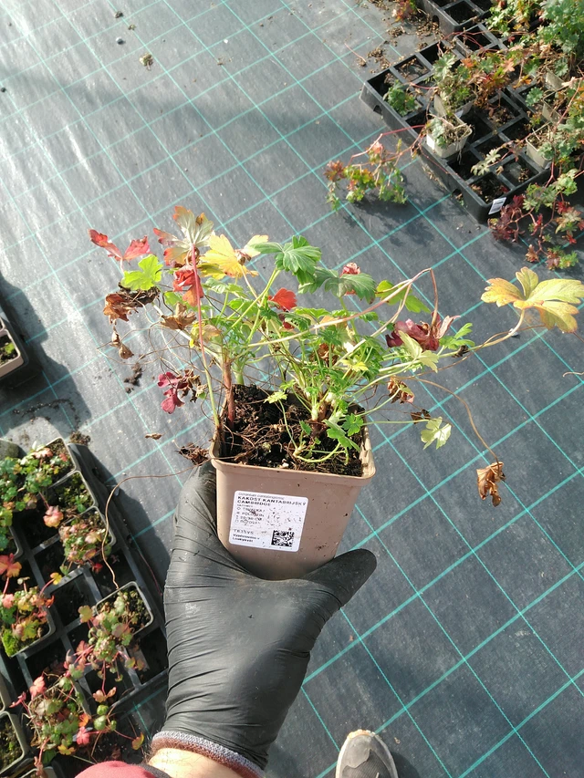 Kurjenpolvi Cambridge - 31. 10. 2025