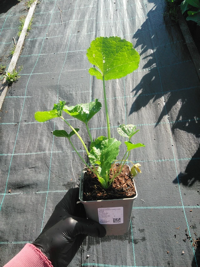 Malva Chaters Rosa - 1. 9. 2025