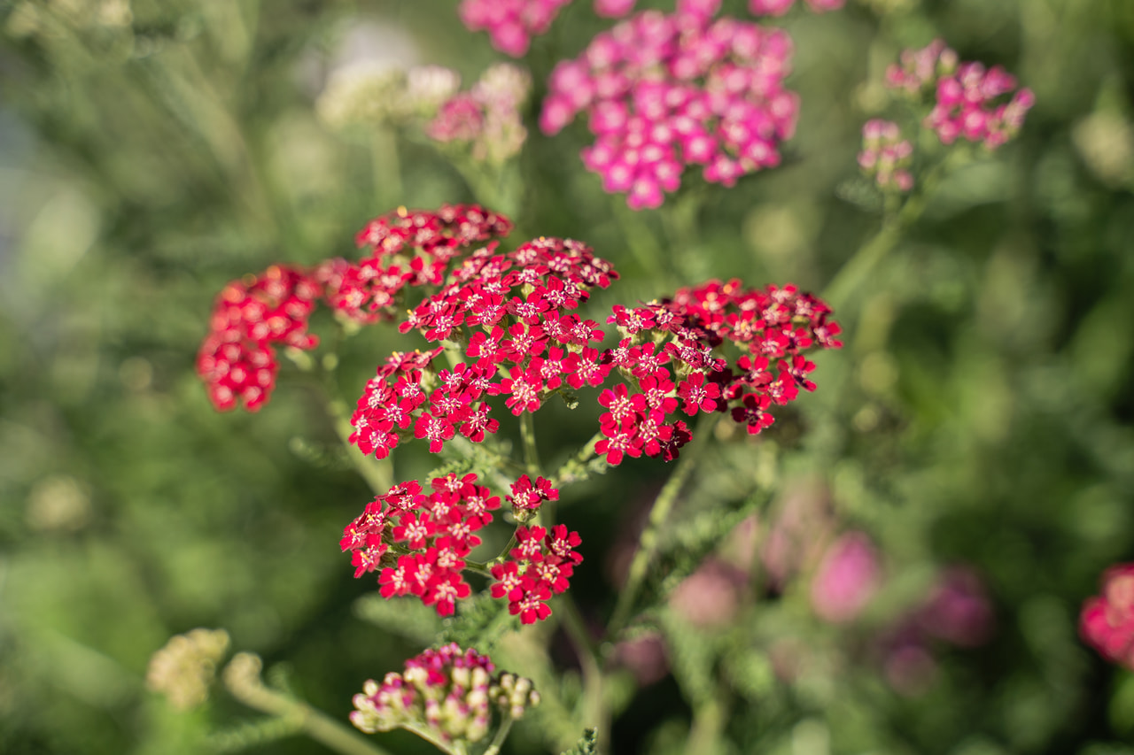 Achillea Cassis, Loukykvět