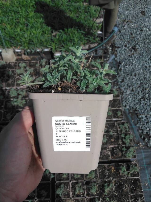 Catnip Senior - 2024