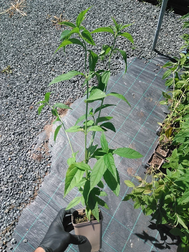 Girasol Lemon Queen - 19. 8. 2025