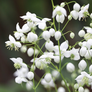 Žluťucha Splendide White, Loukykvět