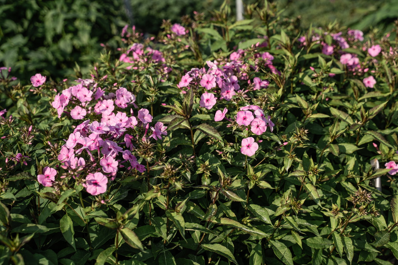 Lángvirág Minnehaha, Loukykvět