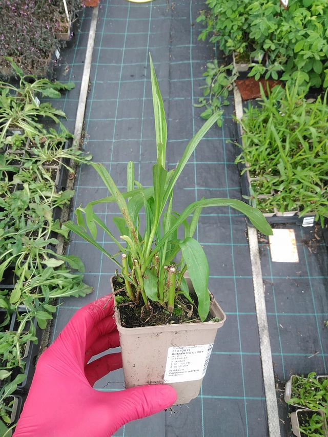 Vara de oro Romantic Glory - 29. 7. 2025