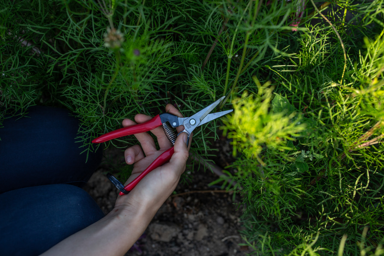 Celokovové floristické nůžky, Loukykvět