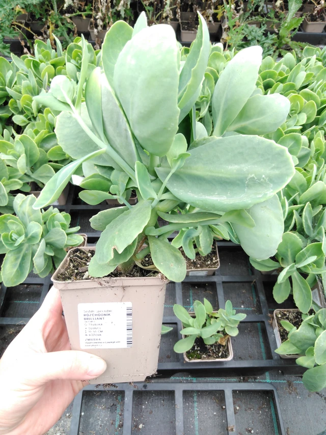 Rozchodník Brilliant - 2024