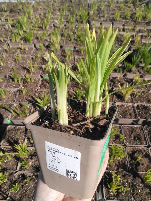 Liatris Floristan White - 3. 4. 2025