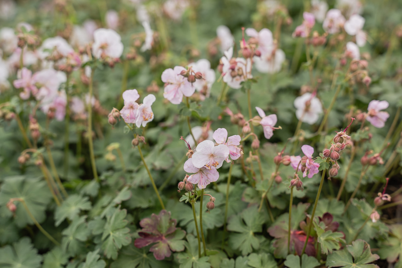 Cambridge-i gólyaorr Saint Ola, Loukykvět