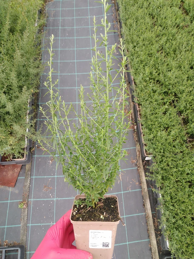 Asta Lovely - 29. 7. 2025